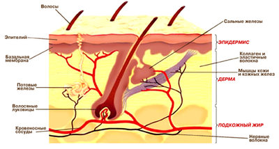 Кожа.jpg (104.45 КБ) 28335 просмотров Кожа.jpg