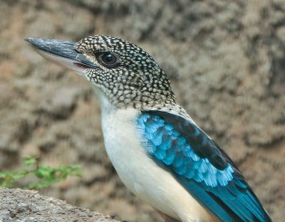 770px-Spangled_Kookaburra.jpg