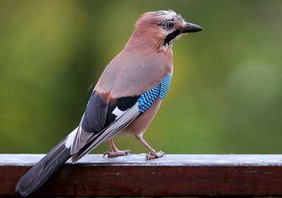 800px-Garrulus_glandarius_B_Luc_Viatour.jpg