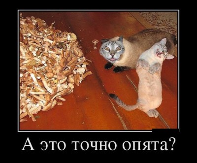 1559549115_svezhie-demotivatory_xaxa-net.ru-2.jpg