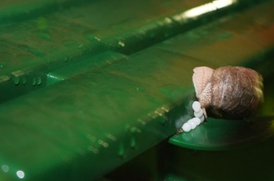 Улитка.jpg (57.05 КБ) 11903 просмотра Улитка.jpg