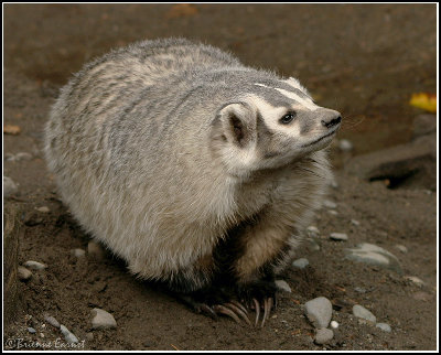 Badger_I_by_oOBrieOo.jpg (165.31 КБ) 37986 просмотров Badger_I_by_oOBrieOo.jpg