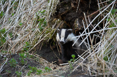 БаРсУг.jpg (187.56 КБ) 38219 просмотров БаРсУг.jpg