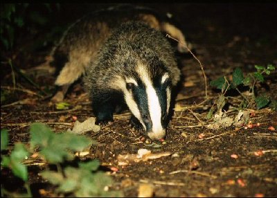 Looking%20for%20dinner.jpg (81.71 КБ) 38118 просмотров Looking%20for%20dinner.jpg