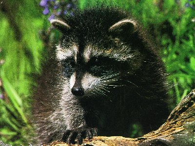 0442.jpg (191.29 КБ) 38127 просмотров 0442.jpg