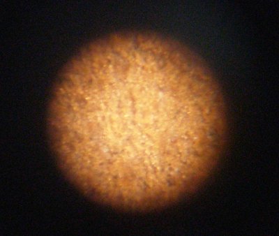 macro_01.JPG