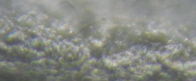 Guanxy_09_x600_beck.jpg