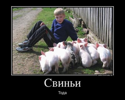 651857_svini_demotivators_ru.jpg