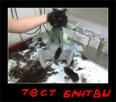 Тест бритвы.JPG