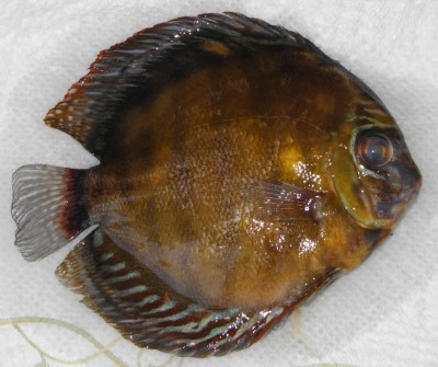 P3130047.jpg (136.12 КБ) 18944 просмотра P3130047.jpg