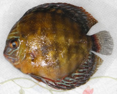 P3130048.jpg (119.72 КБ) 18943 просмотра P3130048.jpg