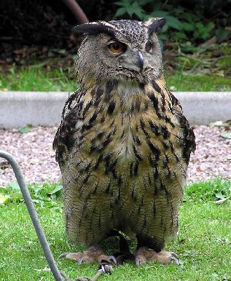 Eagle_owl_arp_750pix.jpg