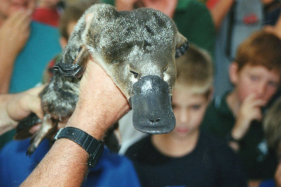 800px-Platypus_in_Geelong.jpg (87.82 КБ) 8375 просмотров 800px-Platypus_in_Geelong.jpg