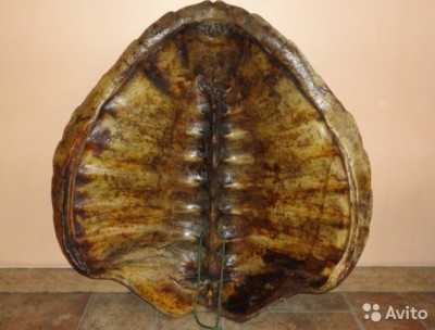 1270995755.jpg (76.4 КБ) 11342 просмотра 1270995755.jpg