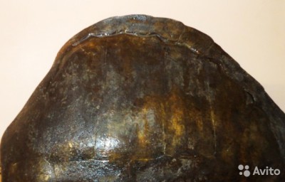 1270995010.jpg (62.26 КБ) 11351 просмотр 1270995010.jpg